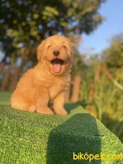 DİZAYN IRK ORJİNAL MALTİPOO 2