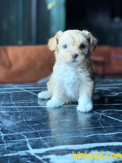 DIZAYN IRK OZEL YAVRULAR MALTIPOO BEBEKLER 1