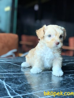 DIZAYN IRK OZEL YAVRULAR MALTIPOO BEBEKLER 3