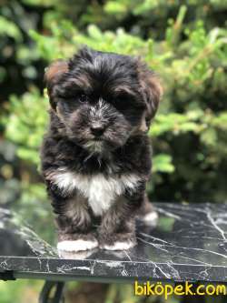 Dizayn Irk Phantom Maltipoo 3