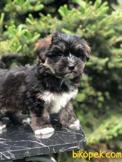 Dizayn Irk Phantom Maltipoo 4