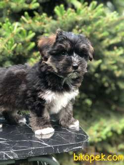 Dizayn Irk Phantom Maltipoo 2