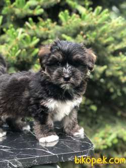 Dizayn Irk Phantom Maltipoo 1