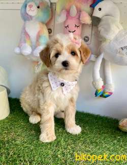 Dizayn Irk Sevimli Maltipoo Bebekler 3