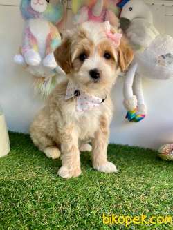 Dizayn Irk Sevimli Maltipoo Bebekler 4
