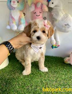 Dizayn Irk Sevimli Maltipoo Bebekler 1