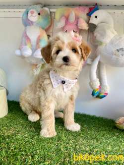 Dizayn Irk Sevimli Maltipoo Bebekler 2