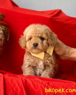 Mix Irk Üst Kalite Maltipoo Bebekler 4