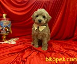 Dizayn Irk Sevimli Maltipoo Yavrular 1