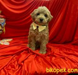 Dizayn Irk Sevimli Maltipoo Yavrular 2