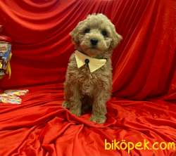 Dizayn Irk Sevimli Maltipoo Yavrular 3