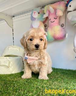 Dizayn Irk Sevimli Maltipoo Yavrular 3