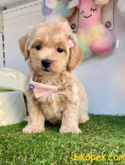 Dizayn Irk Sevimli Maltipoo Yavrular 2