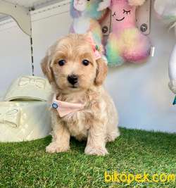 Dizayn Irk Sevimli Maltipoo Yavrular 1