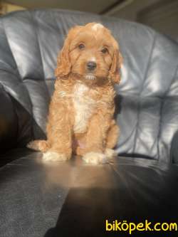 DİZAYN IRK ÜST KALİTE MALTİPOO DİŞİ 1