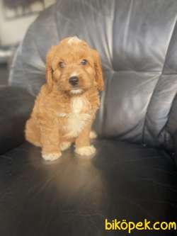 DİZAYN IRK ÜST KALİTE MALTİPOO DİŞİ 5