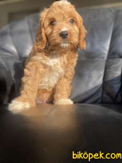 DİZAYN IRK ÜST KALİTE MALTİPOO DİŞİ 3