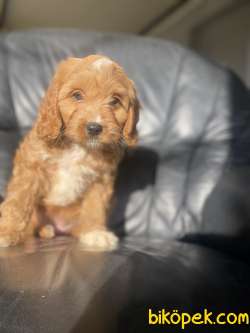 DİZAYN IRK ÜST KALİTE MALTİPOO DİŞİ 2