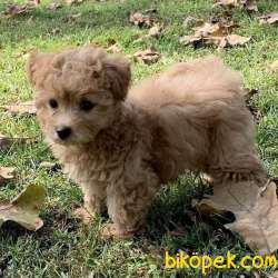 DİZAYN MALTİPOO  BEBEKLERR 2