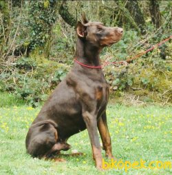 Doberman 4