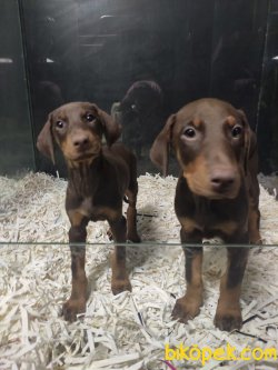 Doberman 1