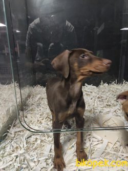 Doberman 3