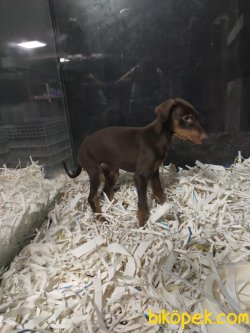 Doberman 1