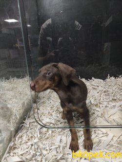 Doberman 2