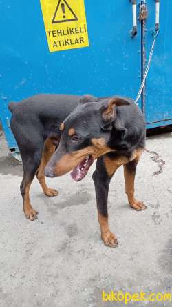 Doberman 4