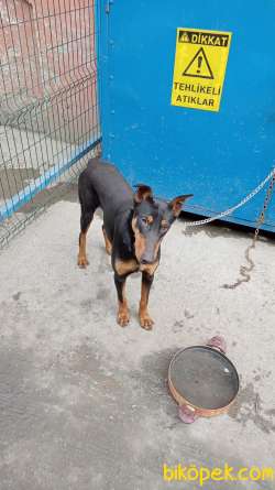 Doberman 1