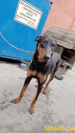 Doberman 2