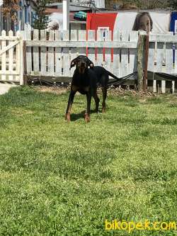 Doberman 1