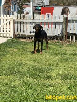 Doberman 4