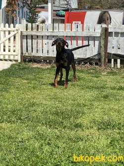 Doberman 3