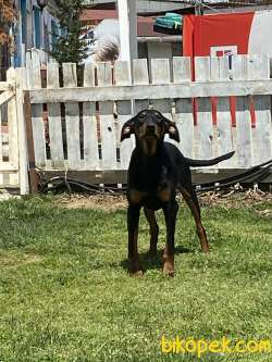 Doberman 2