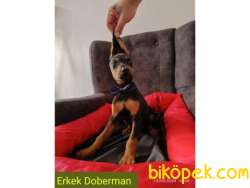 Doberman 5 Erkek Ve 1 Dişi 5