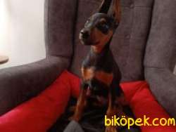 Doberman 5 Erkek Ve 1 Dişi 1