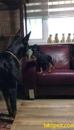 DOBERMAN BELGELİ A KALİTE YAVRULAR 2