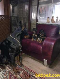 DOBERMAN BELGELİ A KALİTE YAVRULAR 1