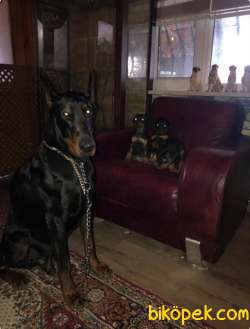 DOBERMAN BELGELİ A KALİTE YAVRULAR 3