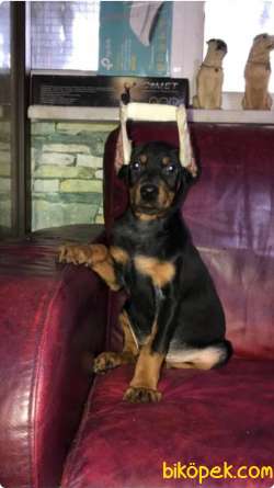 DOBERMAN BELGELİ A KALİTE YAVRULAR 4