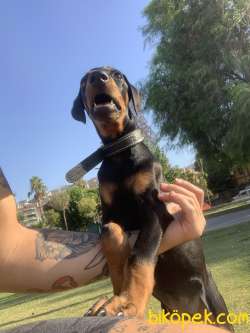 Doberman Dişi 3 Aylık Tüm Aşılarıyla 2