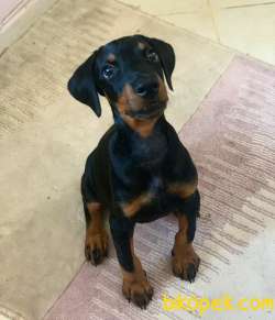 Doberman Dişi 3 Aylık Tüm Aşılarıyla 1