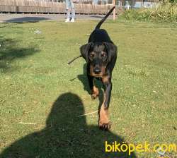 Doberman Dişi 3 Aylık Tüm Aşılarıyla 3