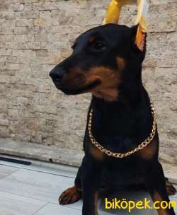 Doberman Dişi Klasik Yavrumuz Sizlerle