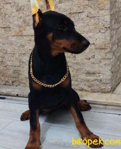 Doberman Dişi Klasik Yavrumuz Sizlerle 3