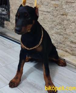 Doberman Dişi Klasik Yavrumuz Sizlerle 2