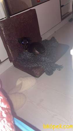 Doberman Dişi Yavru Istanbul Içi 3