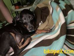 Doberman Dişi Yavru Istanbul Içi