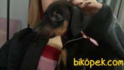 Doberman Dişi Yavru Istanbul Içi 2